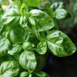 რეჰანი