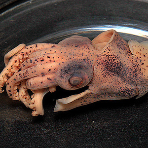 სიპია (Cuttlefish)
